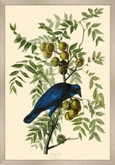 Bird, American Crow